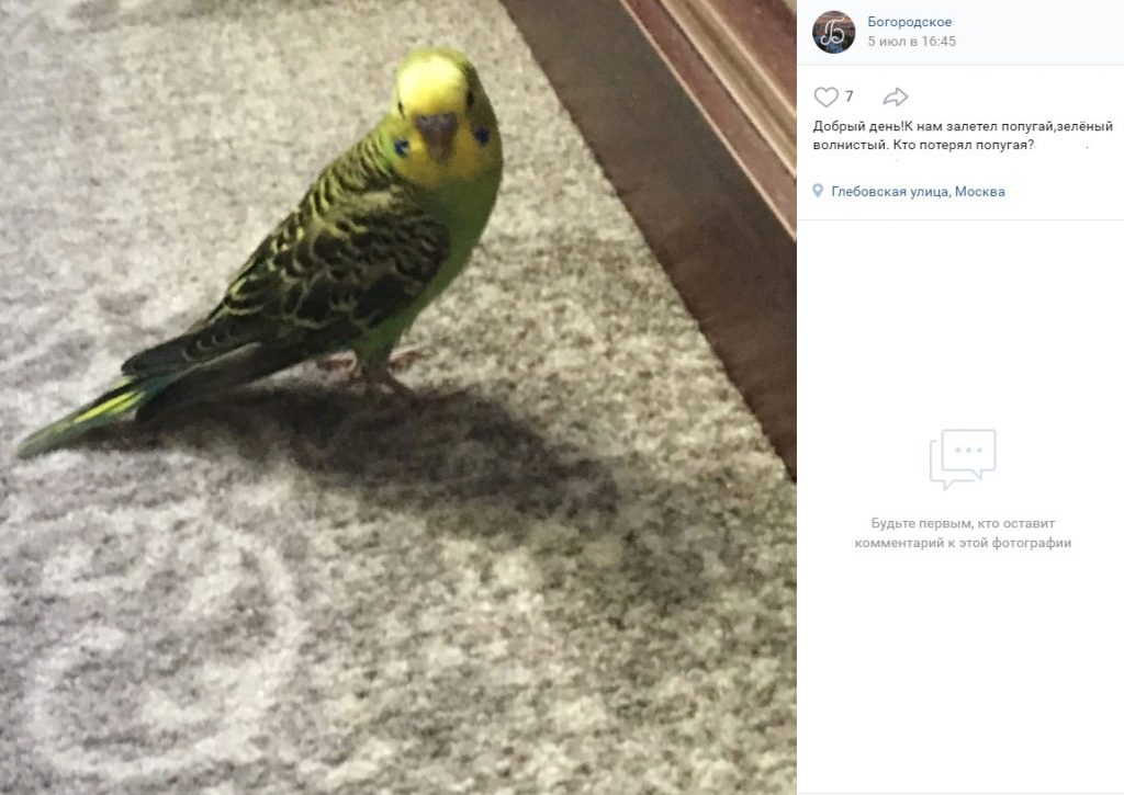 «Сбежавший» от хозяйки попугай выбрал себе новую квартиру в Богородском